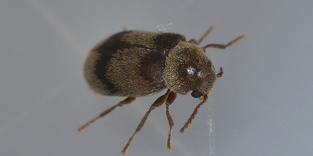 Ochina ptinoides (Anobiidae)